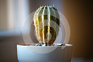 One simple cactus separated