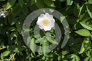 One simple white flower of rose