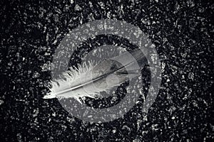 One singel feather on the street