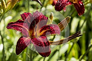 One singel flower of a Hemerocallis