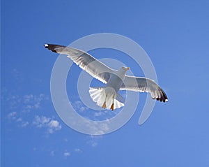 One single seagull flying in the sky
