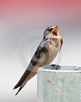 One singing barn swallow, Hirundo rustica