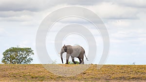 One single African Elephant walking in the distance. Wildlife Safari in the Kruger National Park, the main travel destination in