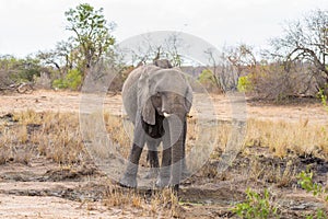 One single African Elephant walking in the distance. Wildlife Safari in the Kruger National Park, the main travel destination in