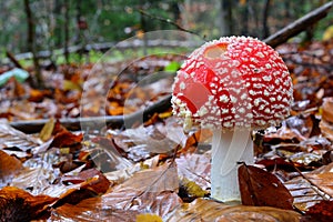 One single Amanita muscaria