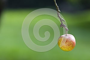 One Single Apple Hanging on The Branch of a Tree