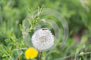 One single bee on a dandelion