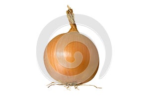 One single brown onion Isolated white background