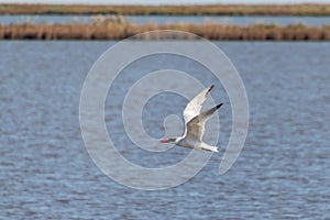 One single caspian tern Hydroprogne caspia flys over the marsh at Edwin B. Forsythe National Wildlife Refuge, New Jersey, USA