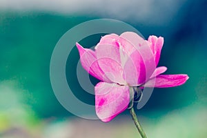 One single delicate pink rose against a green bokeh out of focus