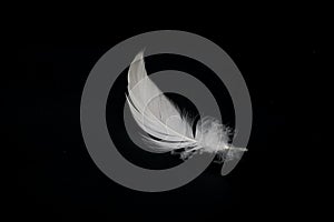 One single feather isolated