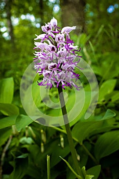 One single flower head of monkey orchid - Orchis simia photo