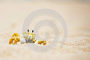 One single ghost crab in sand