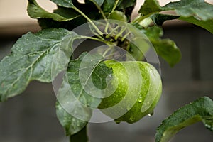 One single green apple hanging on the tree. Granny smith apple in the rain.