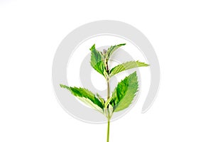 One single green fresh Organic Mint leaves