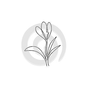 One single line drawing of beauty fresh croci for garden logo. Printable decorative crocus flower concept for home decor wall art