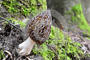One single nice specimen of Black Morel mushroom