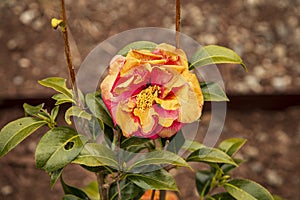 One single orange and red rose blooming outside in the outdoor garden