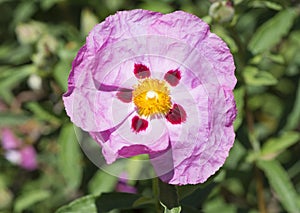 One Single Pink Cistus Purpureus Flowers - Orchid Rockrose