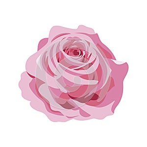 One single pink rose flower head icon vector