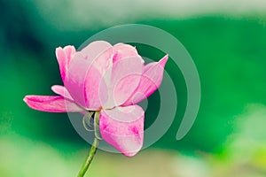 One single pink and white rose against a bright green bokeh