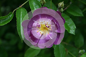 One single purple rose