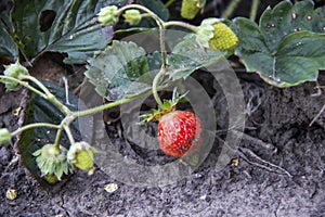 One single red strawberry in the garden