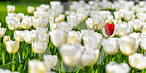 One single red tulip is growing in field of white tulips. Concept of exceptionality and uniqueness