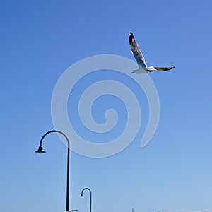 One single seagull bird flying with plain blue sky