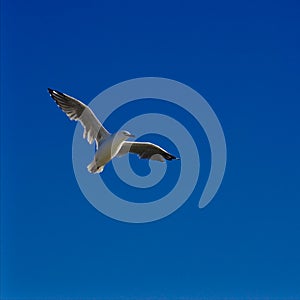 One single seagull bird flying with plain blue sky