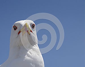 One single seagull in close up picture.