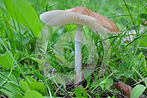 One single specimen of Hygrocybe fornicata or Earthy Waxcap mushroom