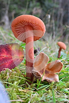 One single specimen of Waxy laccaria mushroom