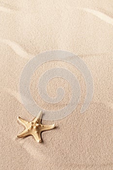One single starfish on rippled tropical beach sand