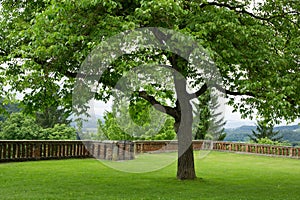 Uno l'unico un albero 