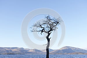 One single tree in water at Milarrochy Bay Loch Lomond Scotland