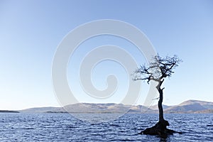 One single tree in water at Milarrochy Bay Loch Lomond Scotland