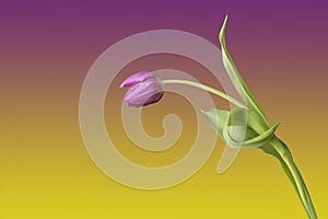 One single tulipa flower against coloured background. Looking like a person greeting someone and making a bow.