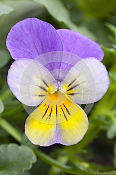 One single Viola cornuta tricolor photo