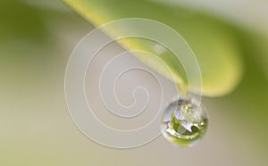 One single waterdrop haning on a leaf
