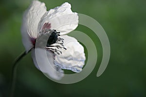One single white poppy with green background .Abstract view of this wild flower
