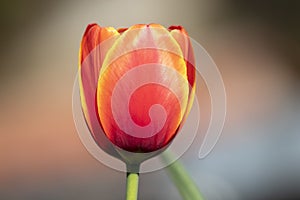 One single zoom red flower with blurred background