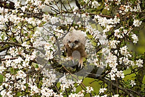 One six week old owl chick eagle owl sits in a tree full of white blossoms. Orange eyes look at you