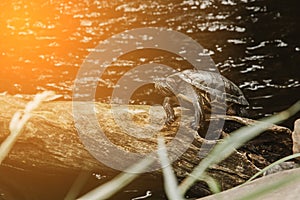 One slider turtle basking on a log under the sun, floating in the water, looking directly at the audience