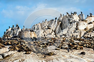 One small African penguin on Seal Islan