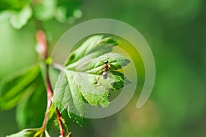 One small ants clamber on plant leaf. Macro photo photo