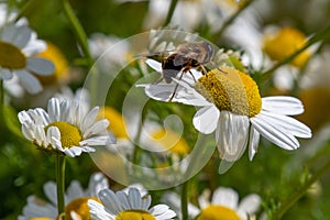 One small bee collects pollen from a white chamomile flower on a summer day. Honeybee perched on white daisy flower, close-up