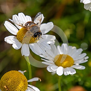 One small bee-like fly sits on a white daisy flower on a summer day. Insect on a flower close-up. Hover flies, also called flower