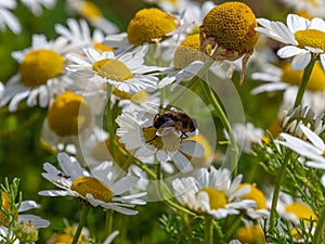 One small bee-like fly sits on a white daisy flower on a summer day. Insect on a flower close-up. Hover flies, also called flower