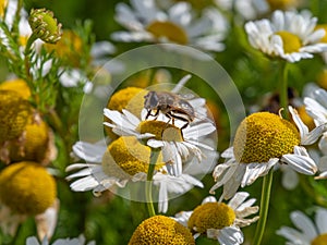 One small bee-like fly sits on a white daisy flower on a summer day. Insect on a flower close-up. Hover flies, also called flower